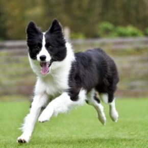 『賢い』といわれている犬種5選 知能は人間だと何歳ぐらいなの?IQが高いワンコに適切なしつけ方まで