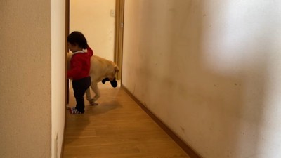 ゴンちゃんが靴下を盗みました!