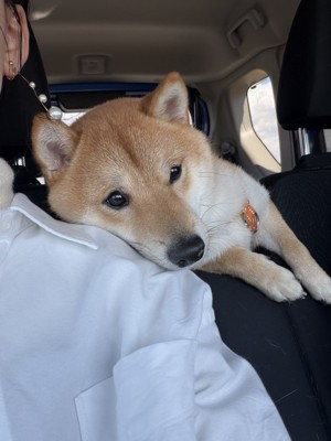 ドライブ