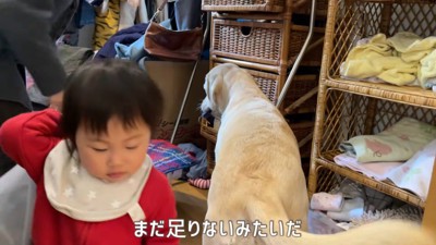 洗濯物泥棒が2人に!
