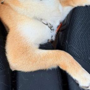 後部座席から顔を出す犬→何気なく振り返ったら…思った以上に『イケメンすぎる一枚』に絶賛「めっちゃモテそうw」「助手席でキュンとするやつ」