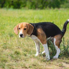 犬が病気になっているときにする『ウンチの状態』5選 飼い主が毎日チェックすべきポイントとは?
