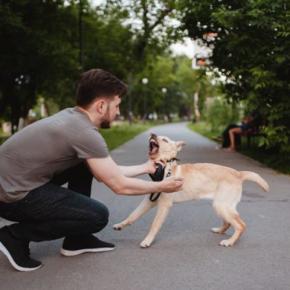 犬が『後ずさりしながら吠える』のはなぜ?飼い主から距離をとろうとする理由まで解説