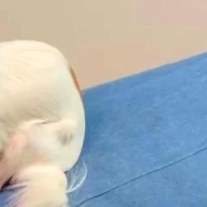 散歩嫌いな犬に『おさんぽいこっか』と声をかけた結果→行きたくなさすぎて…まさかの『隠れ方』が14万再生「丸見えで草」「シッポは正直w」