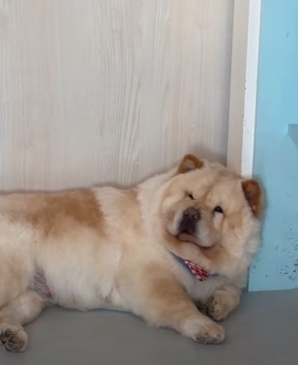 寝起きの犬