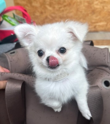 ペロッ