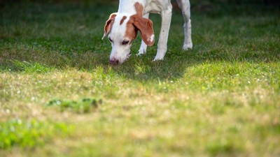 地面のニオイを嗅いで探索する犬