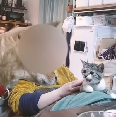 犬を見つめる猫