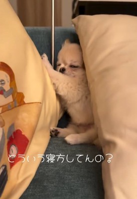 横向きで寝る犬1