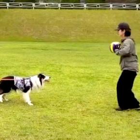 『めっちゃ痛そうで草』運動神経がいい犬とボール遊びをした結果→まさかの『ハプニング』が11万再生「ナイスコンビww」「油断大敵」