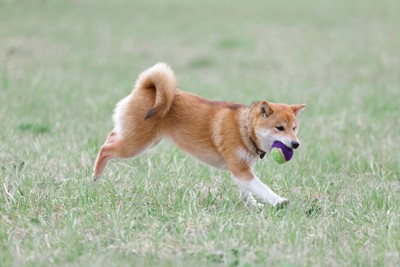 ボールを咥えて走る犬