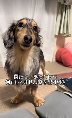 「僕たち、何もしていませんよ～…」