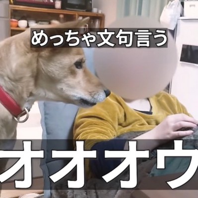 猫に向かって小さく声をあげる犬