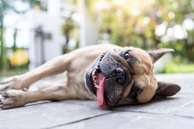 ベロを出して横たわる犬