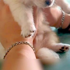 赤ちゃん犬を抱えていたら、手の中で眠ってしまい…眠さの限界を迎えて見せた『ぬいぐるみすぎる光景』に悶絶「めちゃかわいい…」「天使がいる」