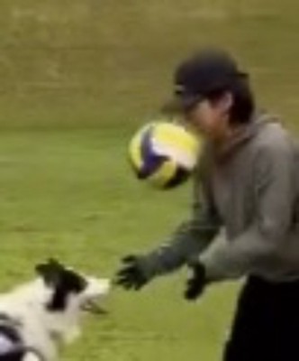 犬がパスしたボールが顔に当たった女性