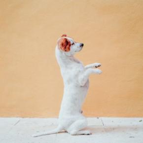 犬に『二足歩行』をさせてはいけない理由5選　愛犬の体への負担やリスクまで