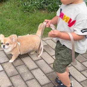 2歳の男の子が初めて『犬のリードを持った』結果→『大丈夫かな』と見ていたら…優しさ溢れる光景に反響「お互いの気遣いが…」「素敵な姉弟」