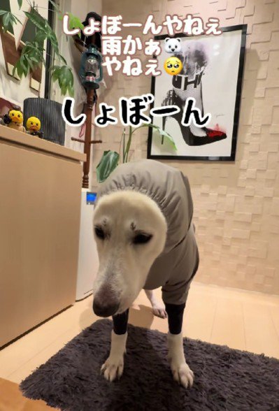カッパを着てションボリ顔に！