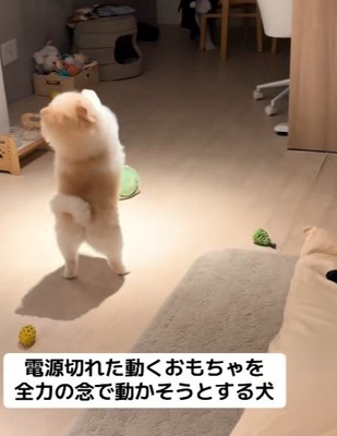 動かなくなったおもちゃを前に…