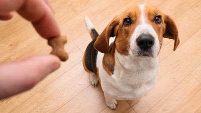 ごほうびをもらう犬