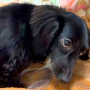 ママの言うこと聞かずにケンカをする2匹の犬→パパの足音が聞こえた瞬間…あからさまな『態度の違い』に爆笑「ボス犬来た時の反応と一緒で草」