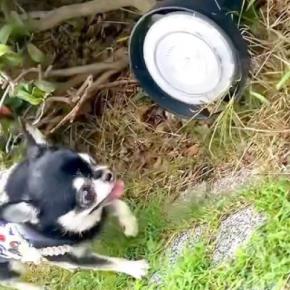 超ビビリな犬が『地面にあるライト』を発見した瞬間…100点満点な『リアクション』が12万再生「え、なにかわいい」「腰抜かしてるww」