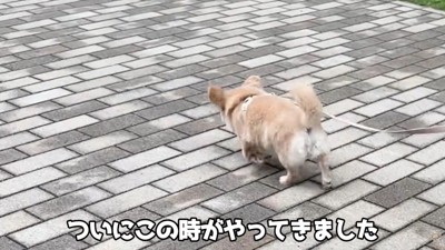 男の子を先導するように歩くハナちゃん