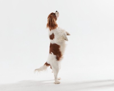 立ち上がる犬