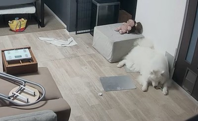 お部屋で過ごすセブンちゃん