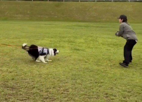犬がはじき返したボールを手で受け止める女性