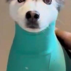 お出かけのため、犬に『服』を着せた結果→思った以上に『ピチピチ』で…もはや別犬な『まさかの風貌』が22万再生「笑い止まらん」「ほっそｗｗ」