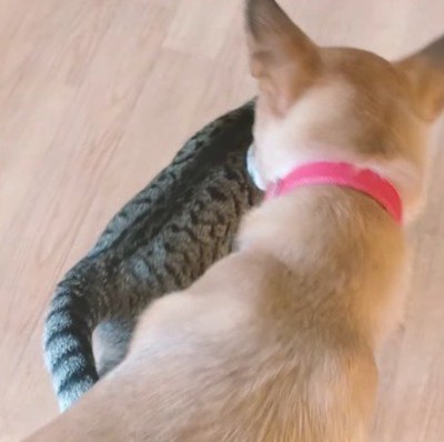 猫の後ろを歩く犬