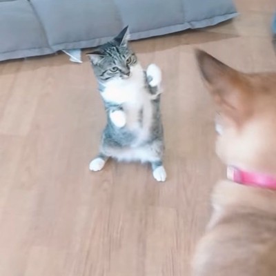 後ろ足で立ち上がって犬に向き合う猫