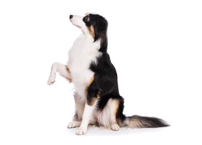 前足を上げる犬