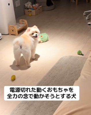 素直すぎるポポちゃんでした