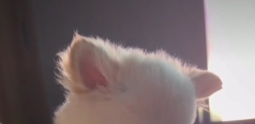 犬の頭
