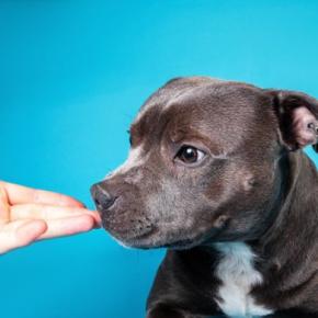 犬が『大嫌いな人』にする行動7選 拒絶しているサインや嫌われているかどうかの判断基準まで