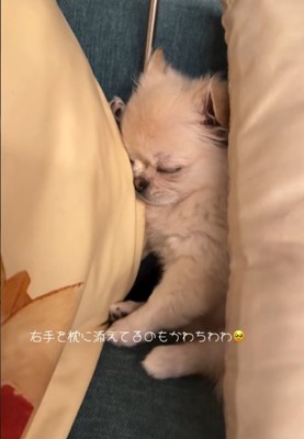 横向きで寝る犬3