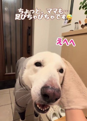 やっとゴキゲンに♪