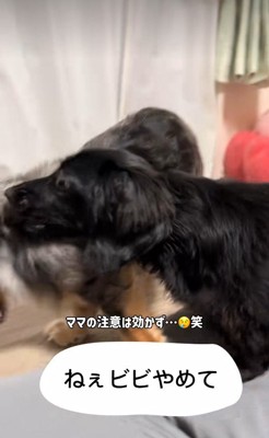 ママさんが止めても…