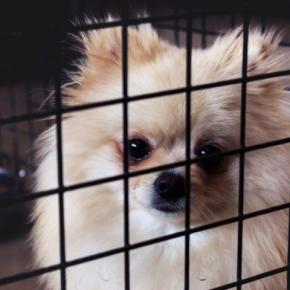 犬が『悲しい表情』で飼い主を見つめる心理3つ　何を思っているの？愛犬の本音を知る方法まで