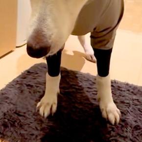 いつもニコニコな大型犬に『カッパを着せた』結果→絶望してしまい…あまりにもわかりやすい『表情』に爆笑「お利口さん」「てるてる坊主で草」