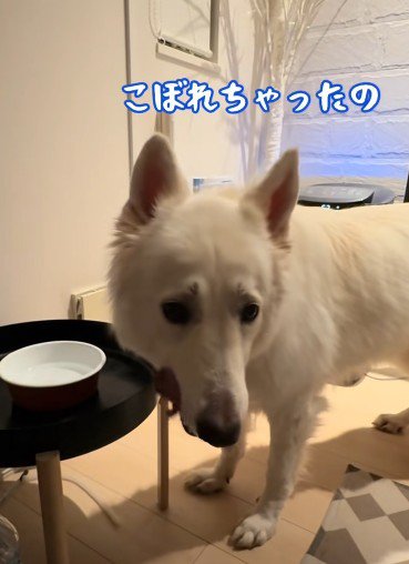 こぼしちゃってションボリ…