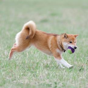 犬を満足させる『遊び方』4選 愛犬を喜ばせるために手軽にできる運動方法とは?