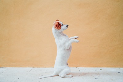 少し立ち上がる犬