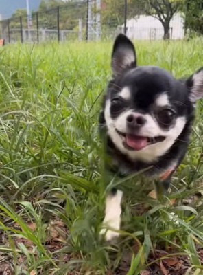 カメラの方へ向かって歩いてくる小さな犬