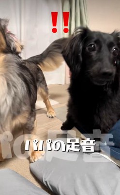 「あ！パパが来た！」