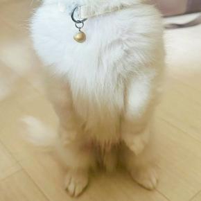 病院で注射をした赤ちゃん犬→『怖がってしまうかな』と思ったら…アニメのような『余裕の表情』に1万いいね「トムジェリすぎる」「か、かわいい」