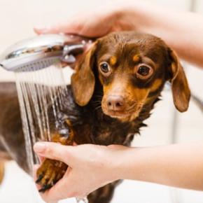 犬が苦痛に感じる『シャンプーの仕方』4選 ストレスの原因となる洗い方や改善策まで